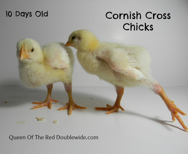 Cornish Cross Weight Chart