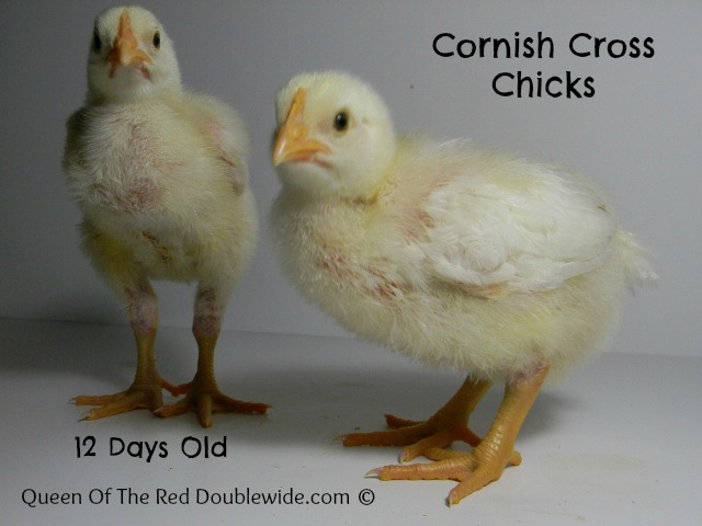 Cornish Cross Weight Chart