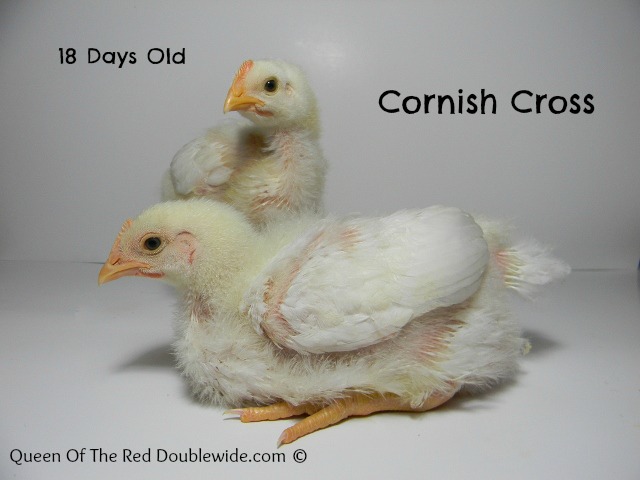 Raising Cornish Cross Chickens – Week 3 | Queen Of The Red Double ...