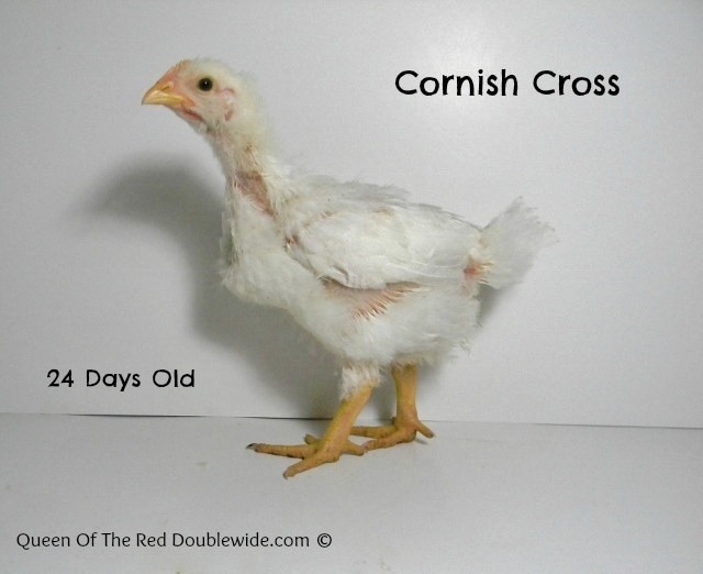 Feeding Cornish Cross Chickens Related Keywords &amp; Suggestions ...