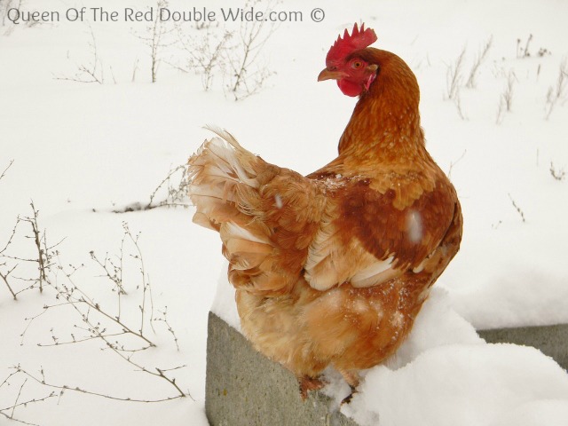 golden buff chickens