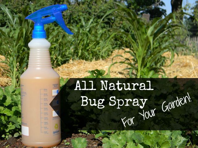 Homemade All Natural Insect Spray For Your Garden Queen Of The Red Double Wide,Gray Grasscloth Peel And Stick Wallpaper