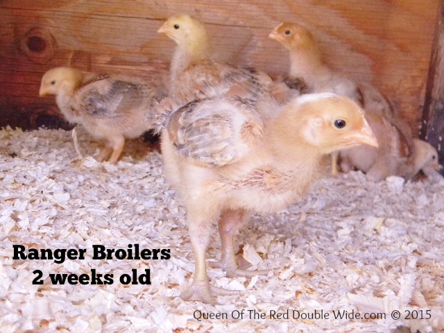 ranger broilers 2 weeks