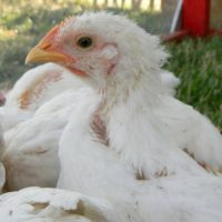 Raising Cornish Cross Chickens – Week 5