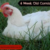 Raising Cornish Cross Chickens – Week 6