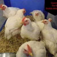 Raising Cornish Cross Chickens – Week 8 – Butchering Day