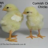 Raising Cornish Cross Chickens – Week 1