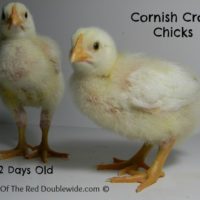Raising Cornish Cross Chickens – Week 2
