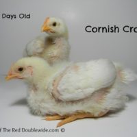 Raising Cornish Cross Chickens – Week 3