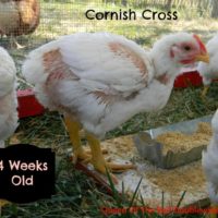 Raising Cornish Cross Chickens – Week 4