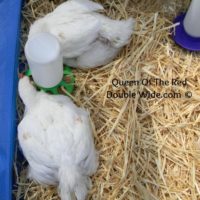 Raising Cornish Cross Chickens – Week 7